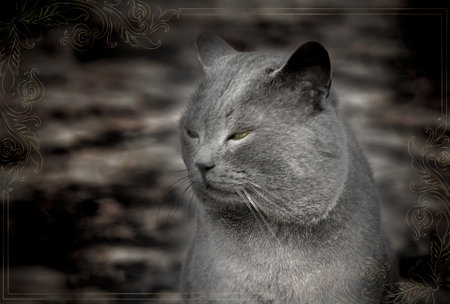 Gray cat on a dark background. The concept of loneliness and sadness.の写真素材