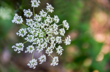 Close up of a cow parsley flower (Coriander)の素材
