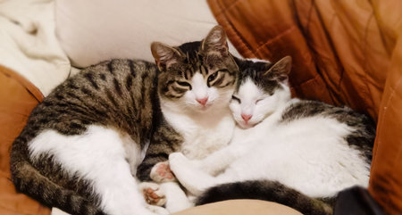 Sweet and lovable cats snuggled together on the couch, half-asleep, peacefully enjoying their nap and the cozy warmth of their homeの写真素材