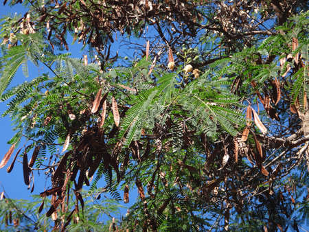 acacia tree
