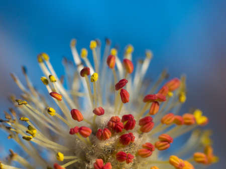 Flower stamenの写真素材