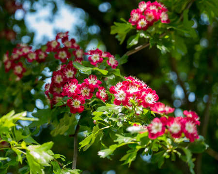 Red flowers on a branchの写真素材