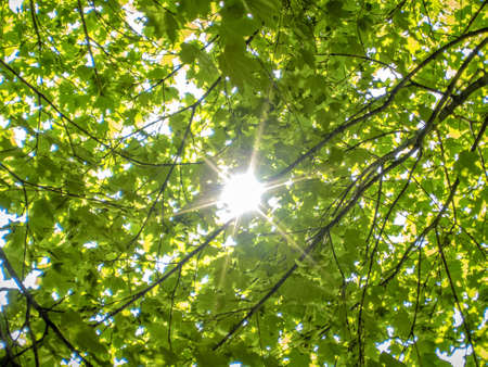 Sunlight through green leavesの写真素材