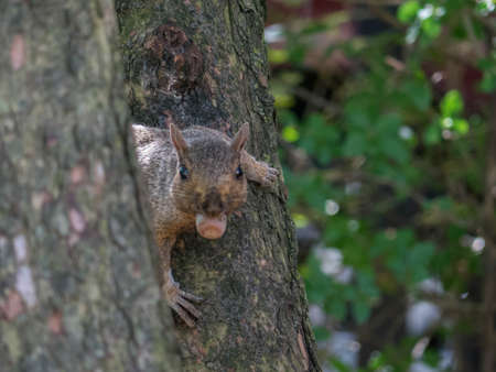 A squirrel with an acorn
