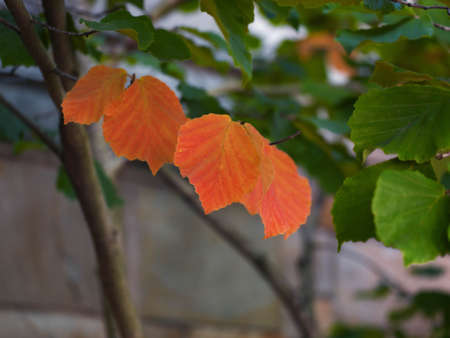 Early leaves changing colorの写真素材