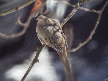 A resting mourning doveの写真素材
