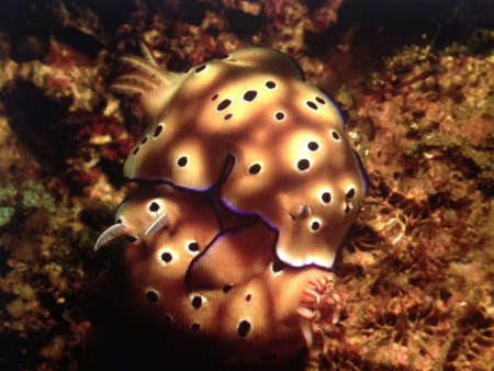 Chromodoris mating