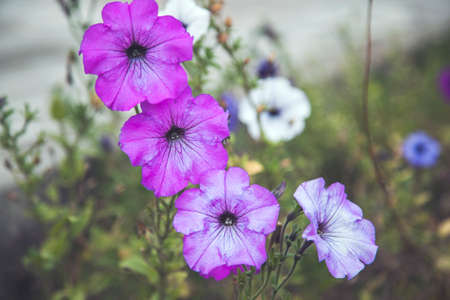 purple flowers with green grass in nature