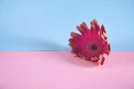 gerbera flower on the color table backgroundの写真素材
