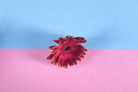 gerbera flower on the color table background