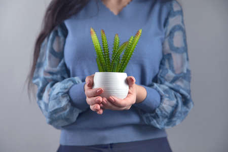 woman hand holding cactuse on grey background
