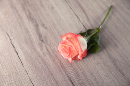 pink roses on the woden table backgroundの写真素材