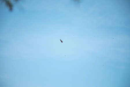 the eagle with the birds in the sky background