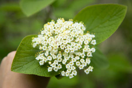 white flower in tree in nature backgroundの写真素材