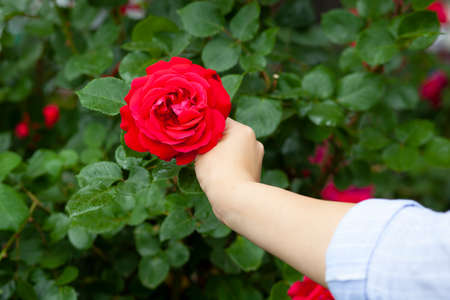 woman hand red rose bush in street