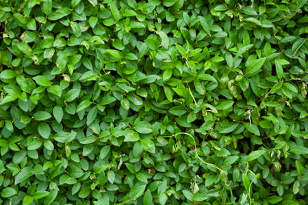 decoration green leaves in the garden background