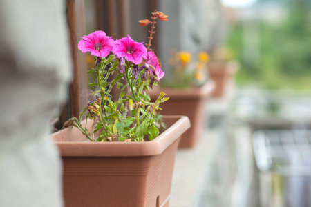 flowers in a vase on the windowsillの写真素材
