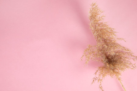 Dried pampas grass on the pink tableの写真素材