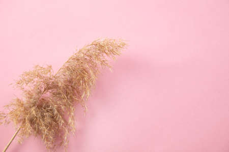 Dried pampas grass on the pink tableの写真素材