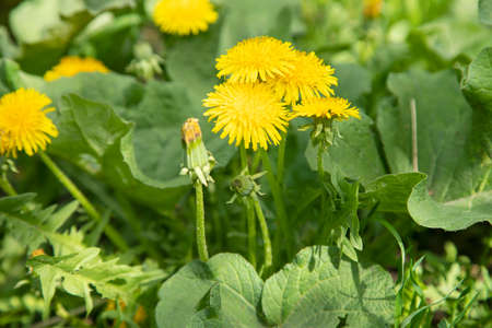 yellow flower on green grass garden background