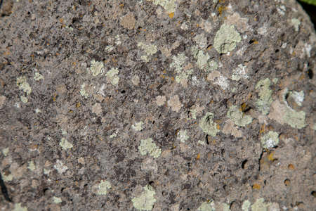fungus on the stone in rockの写真素材