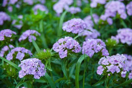 purple flowers in the garden in the evening