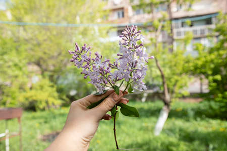 woman holding purple lilac in garden