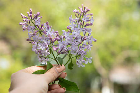 woman holding purple lilac in garden