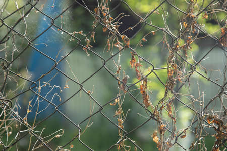 garden wires and green plants. Garden fenceの写真素材