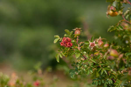 Rosehip with flower in bush in gardenの写真素材