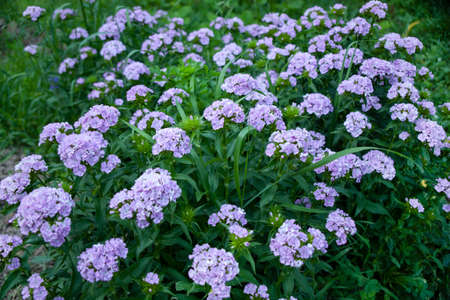 purple flowers in bush in the gardenの写真素材