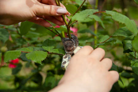 Woman cutting rose - hands scissors in gardenの写真素材