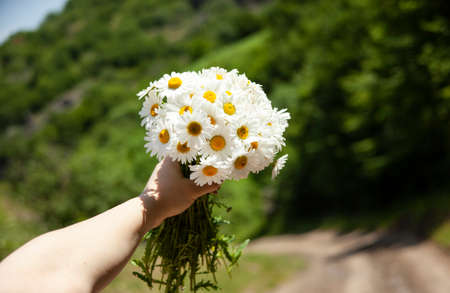 The woman holding chamomile bouquet in nature