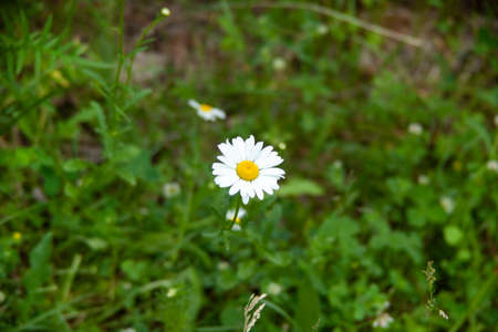 Chamomile flower field, Chamomile in the nature.の写真素材