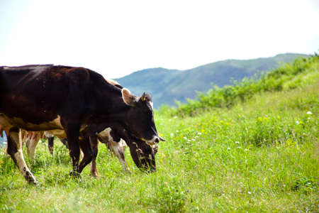 color cows in the green pastureの写真素材