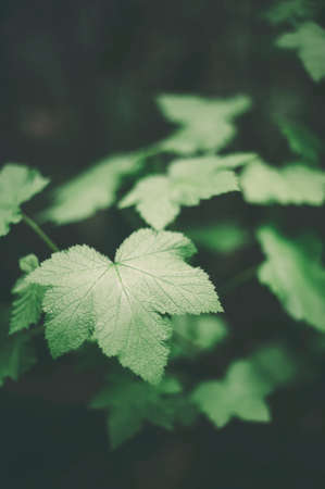 Ivy plant in the woodsの写真素材