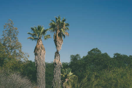 Palm trees with blue skiesの写真素材