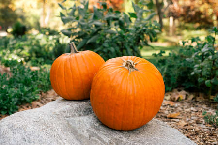 Pumpkins in a gardenの写真素材