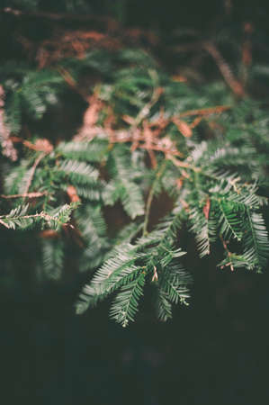 Plant in the wooded forest