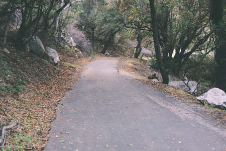 Road in the forest