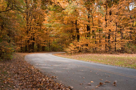 Fall scene with road