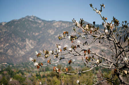 Tree with white flowers against a mountain backdrop
