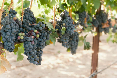 Red wine grapes hand on a grapevine in a vineyardの写真素材