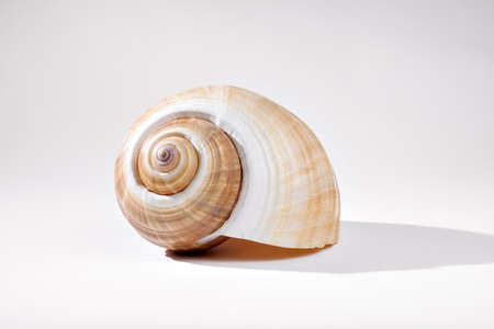 A Melon shell sits on a gray backdrop
