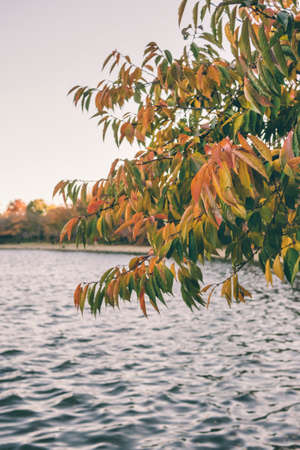 View of the Tidal Basin in Washington D.C. with fall leavesの写真素材