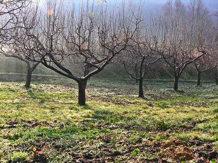 Garden of the Theotokos Mount Athosの写真素材
