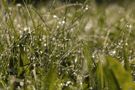 Morning dew