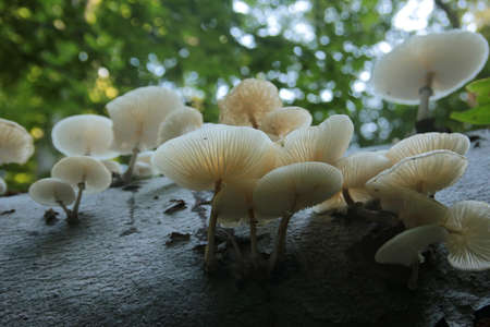 forest mushroomの写真素材