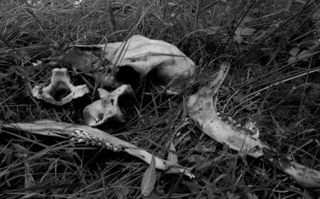 Animal bones