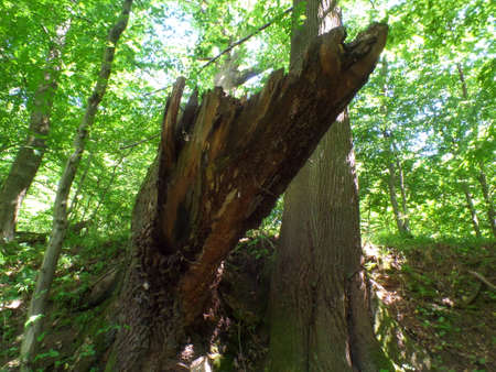 A destroyed tree